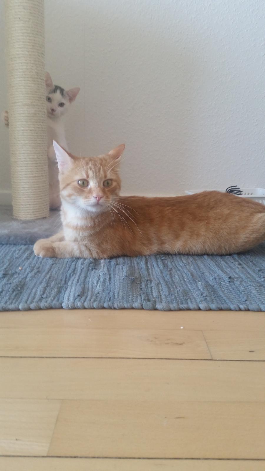 Blanding af racer Chicken billede 9