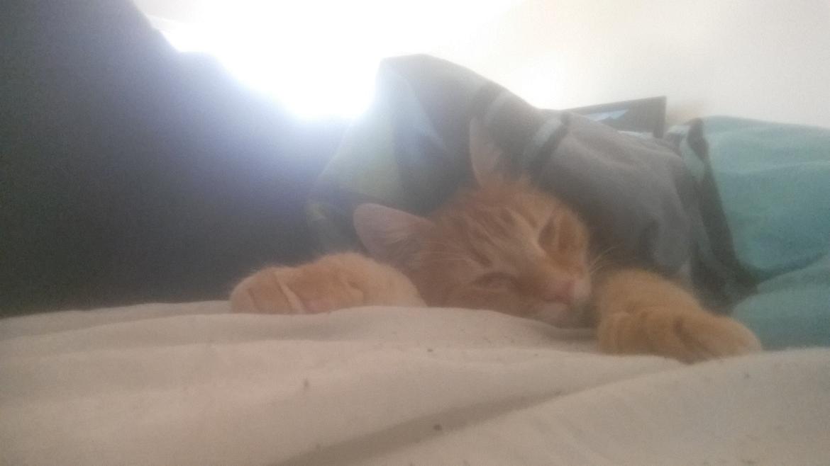 Blanding af racer Chicken billede 10