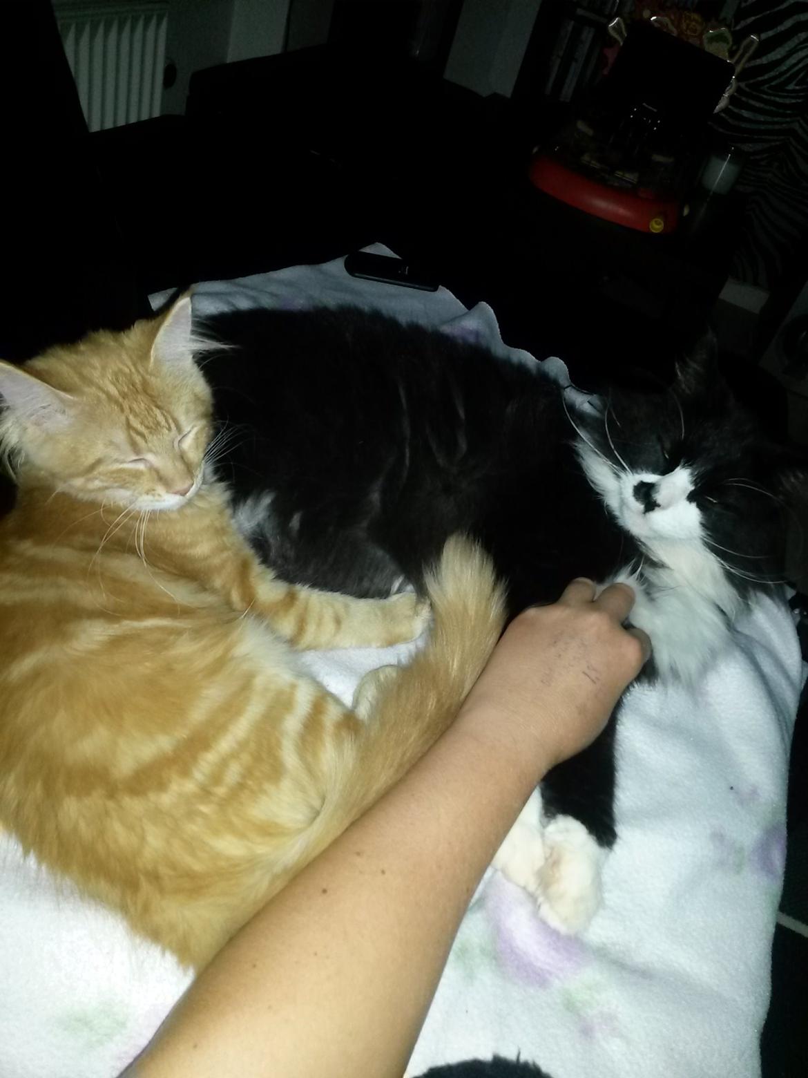 Blanding af racer Bailey billede 21