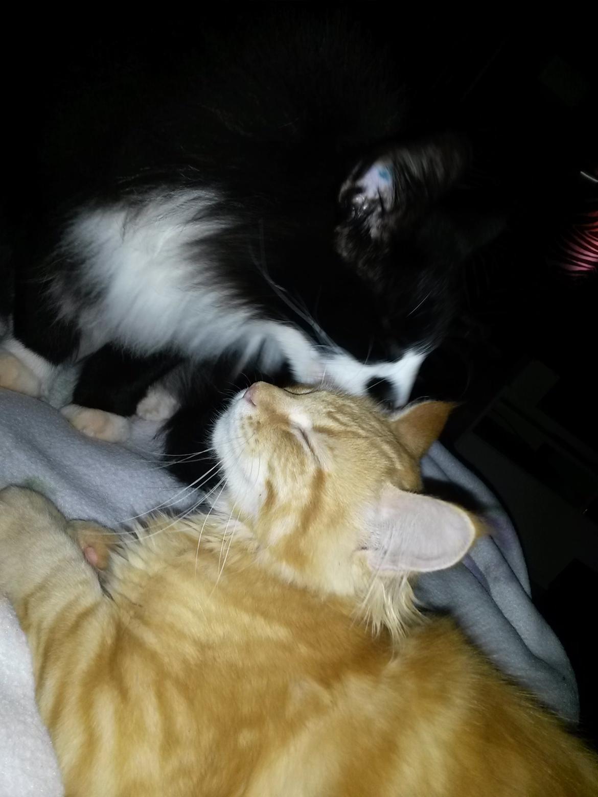 Blanding af racer Bailey billede 22