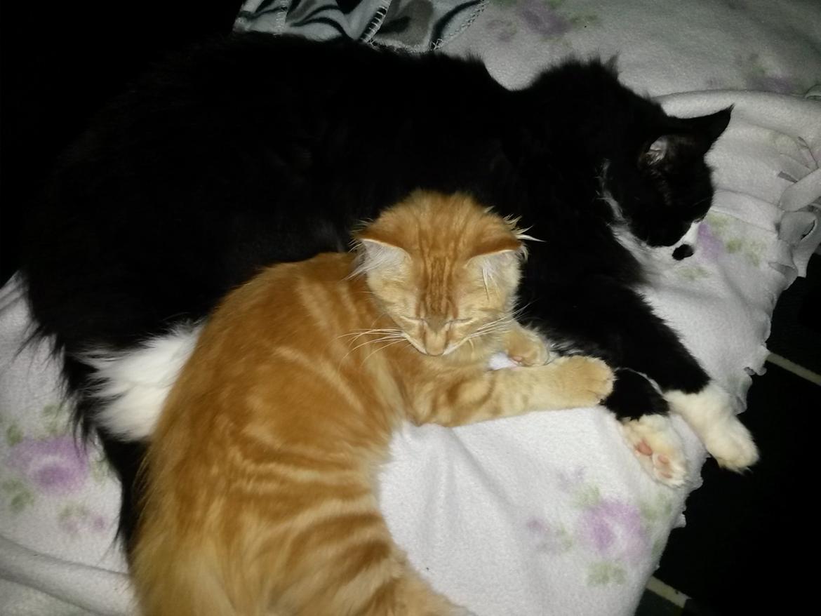 Blanding af racer Bailey billede 23