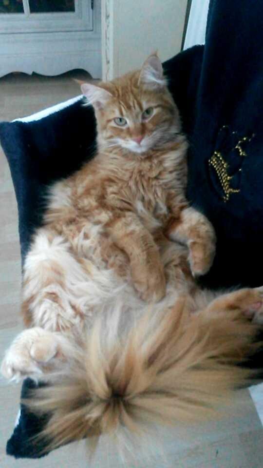 Blanding af racer Bailey billede 1