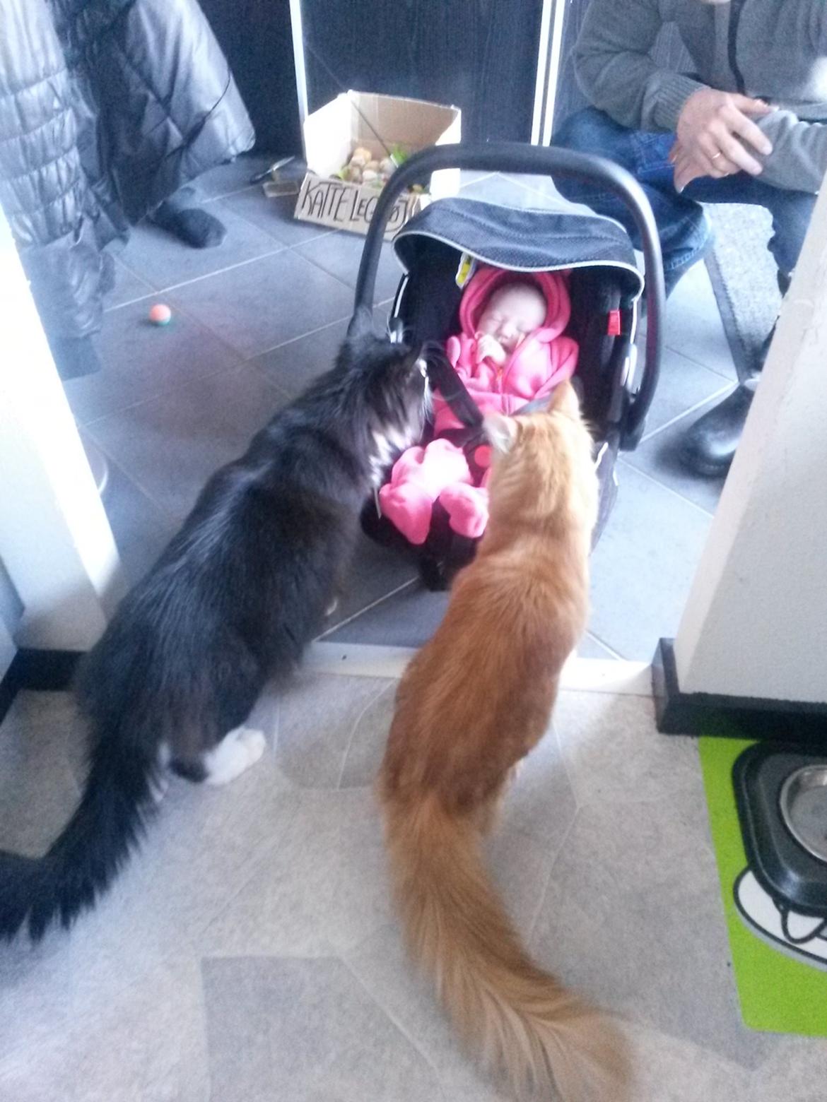 Blanding af racer Bailey billede 24