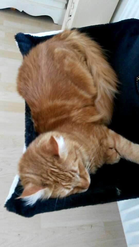 Blanding af racer Bailey billede 25