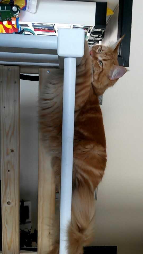 Blanding af racer Bailey billede 26