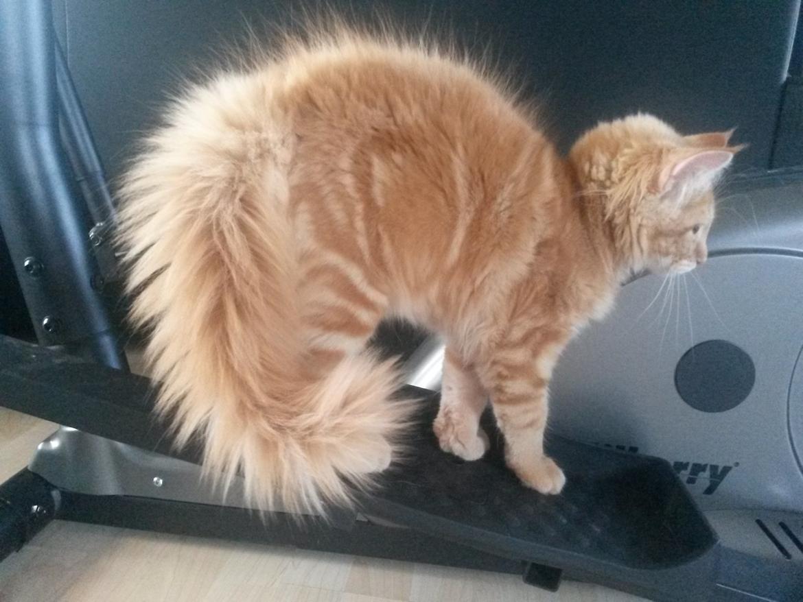 Blanding af racer Bailey billede 20