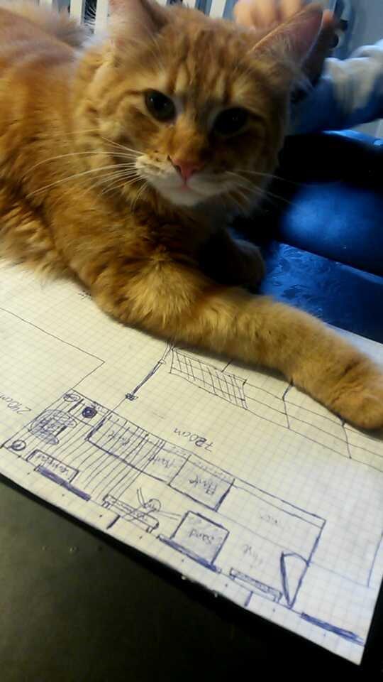 Blanding af racer Bailey billede 27