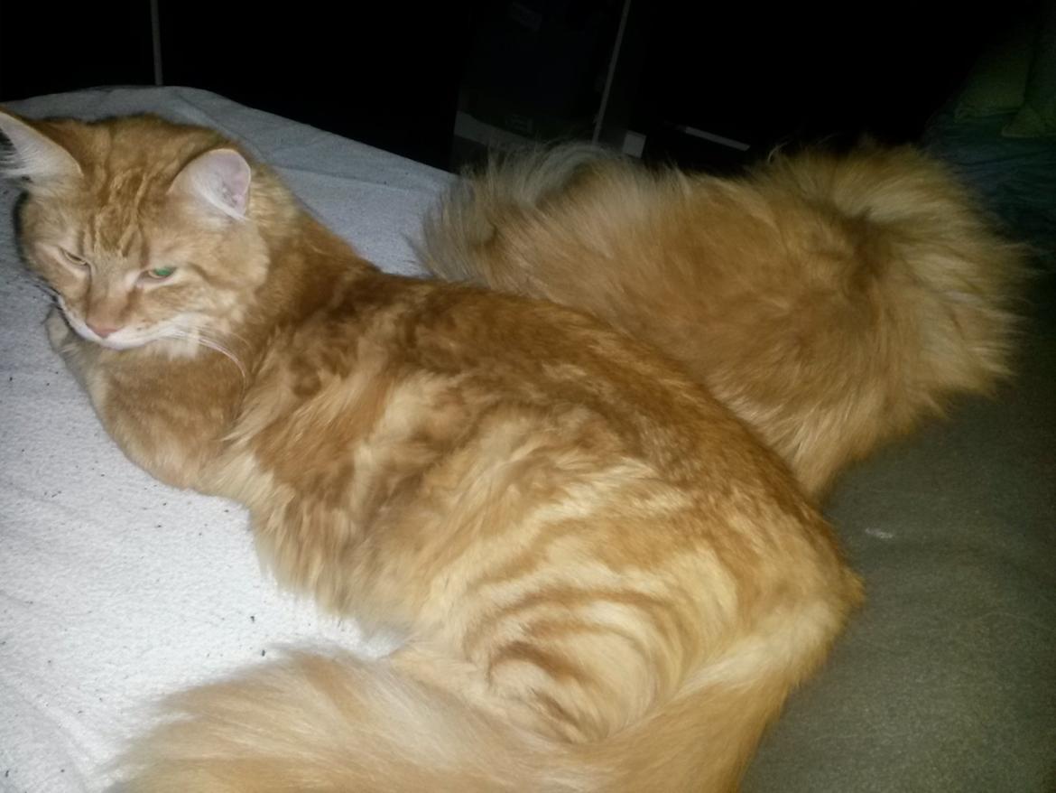 Blanding af racer Bailey billede 29