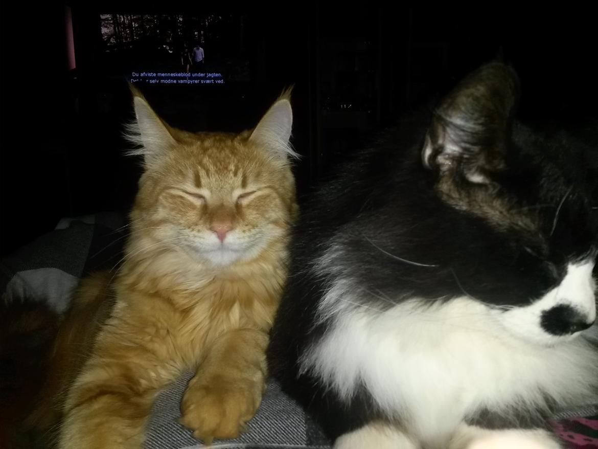 Blanding af racer Bailey billede 28