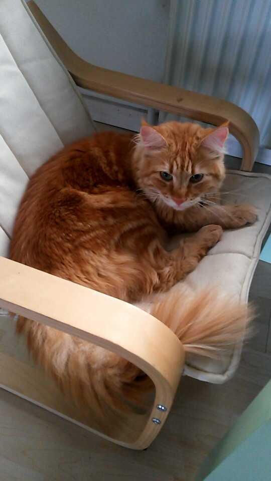 Blanding af racer Bailey billede 31