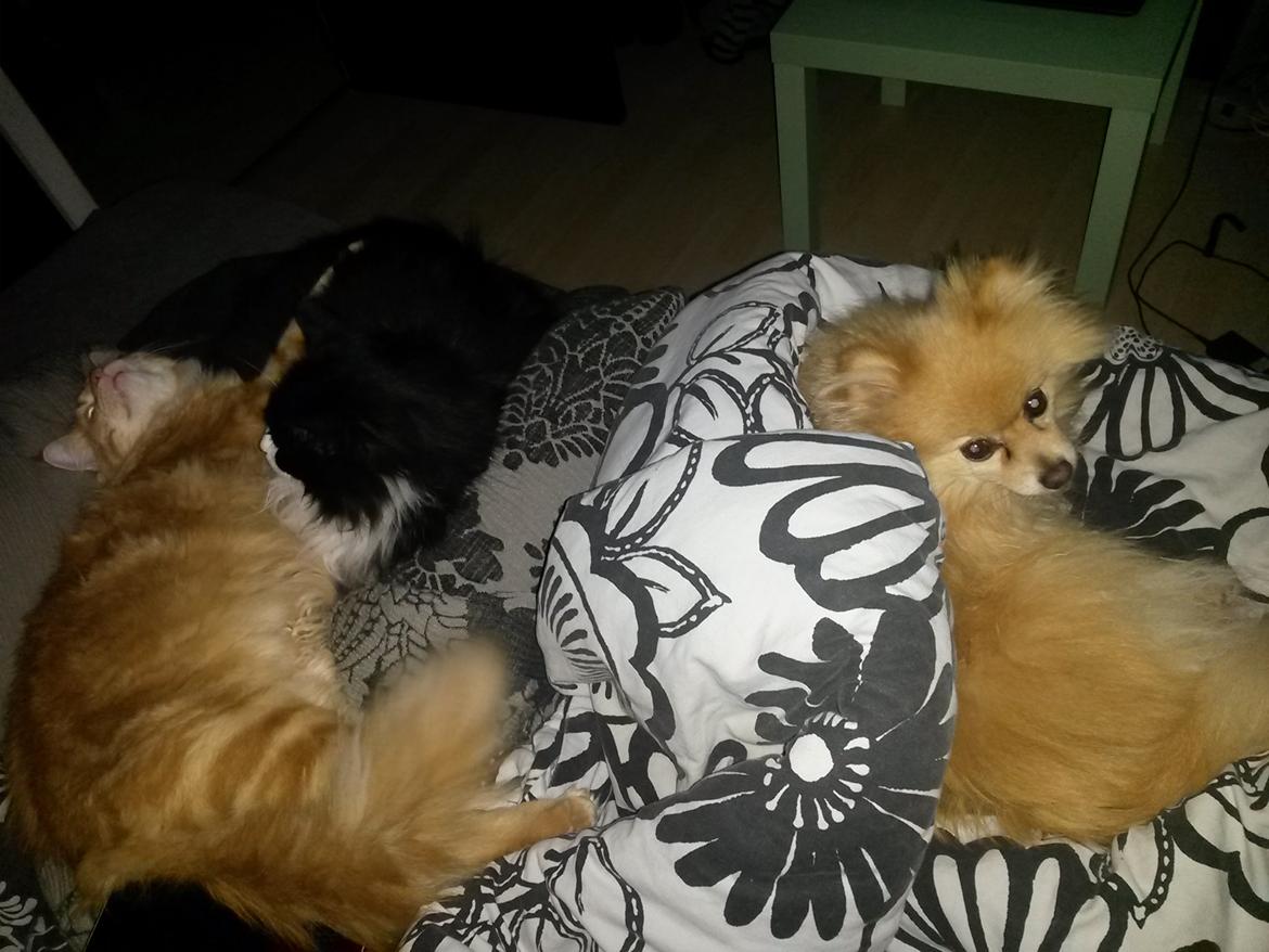 Blanding af racer Bailey billede 37