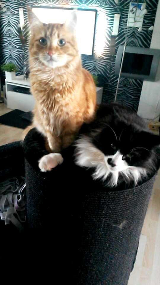 Blanding af racer Bailey billede 30