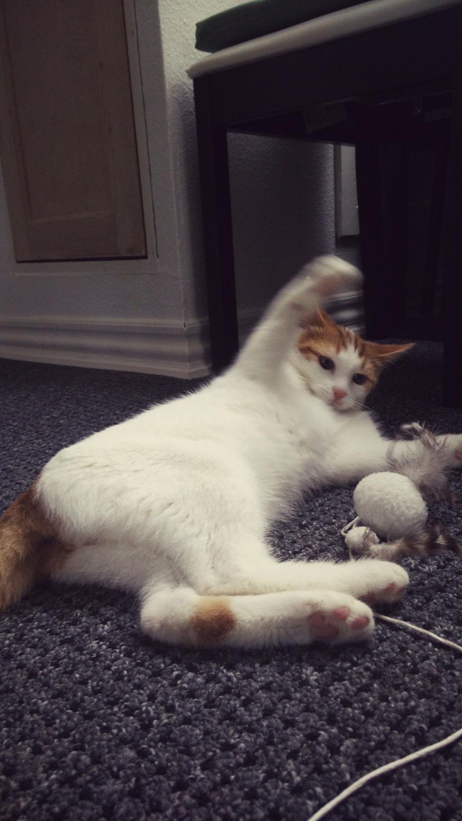 Blanding af racer Garfield billede 1