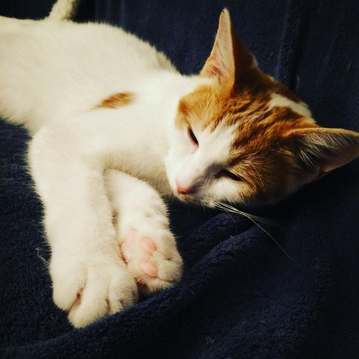 Blanding af racer Garfield billede 2