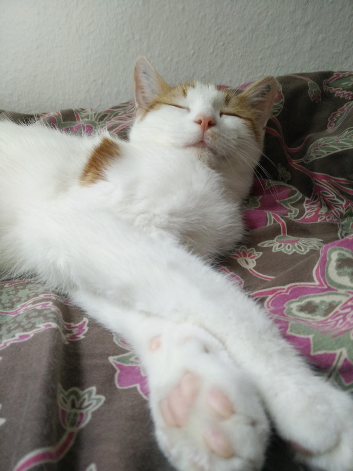 Blanding af racer Garfield billede 3