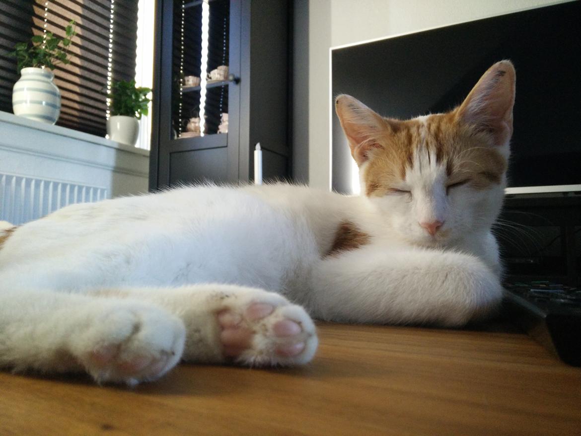 Blanding af racer Garfield billede 5