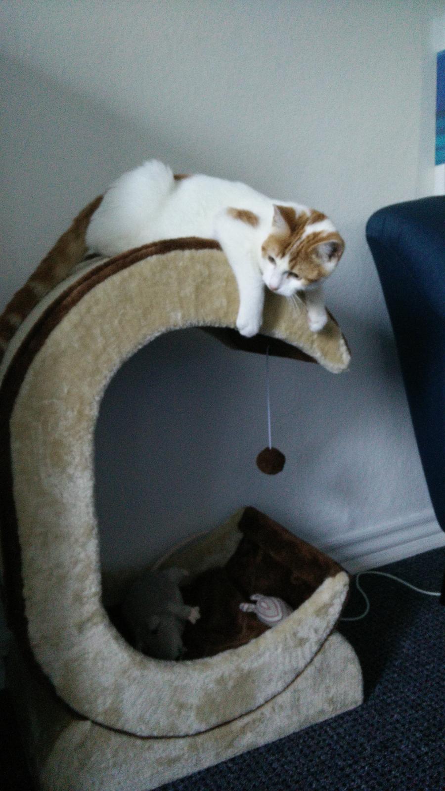 Blanding af racer Garfield billede 6