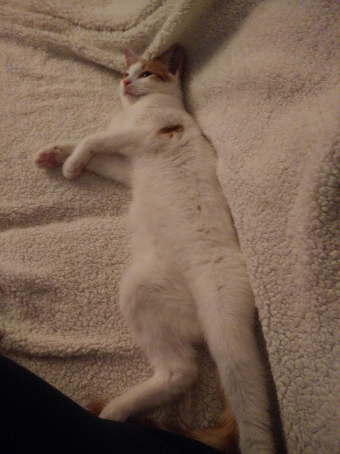 Blanding af racer Garfield billede 7