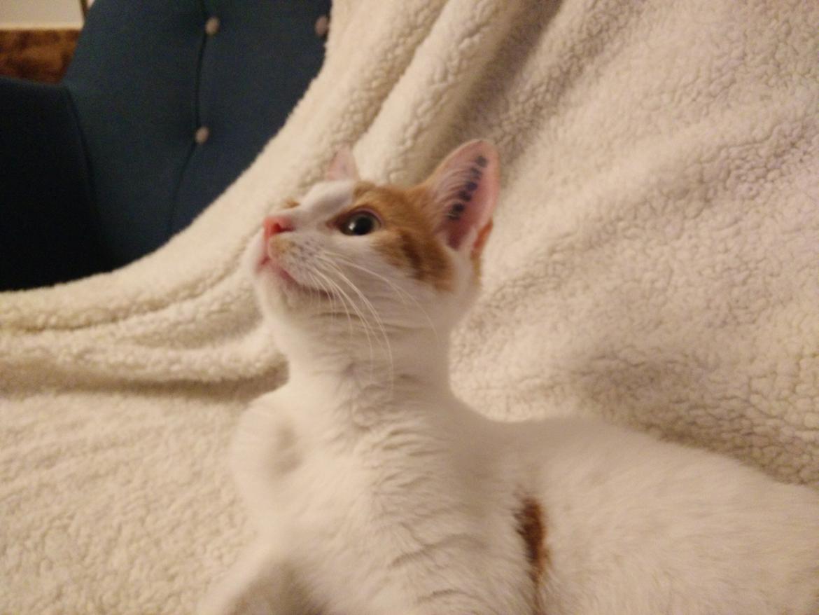 Blanding af racer Garfield billede 9