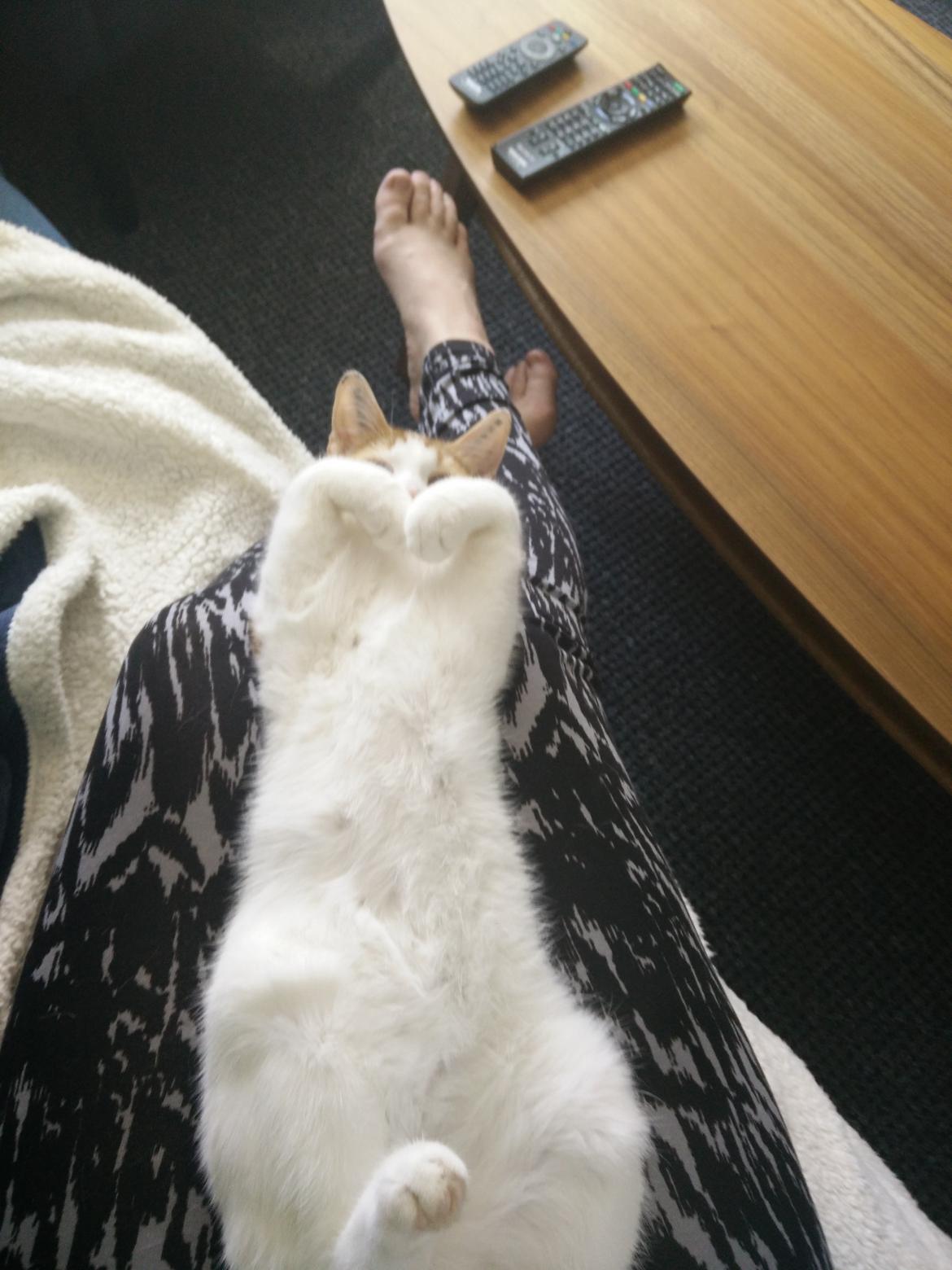 Blanding af racer Garfield billede 10