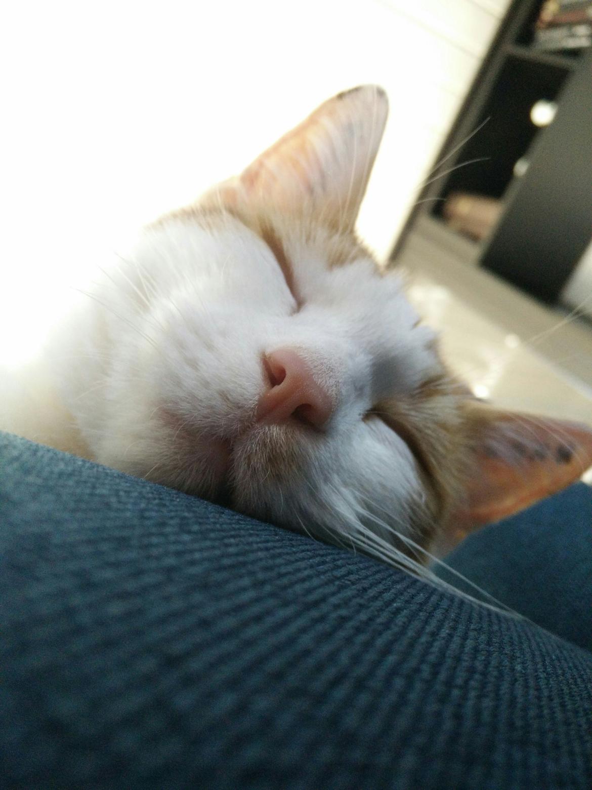 Blanding af racer Garfield billede 11