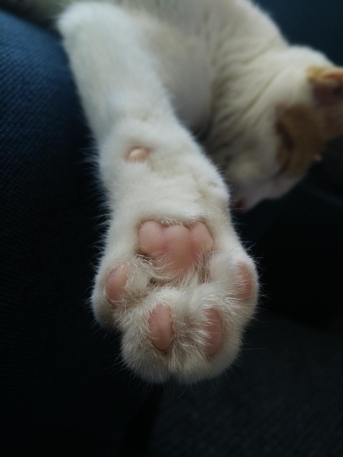 Blanding af racer Garfield billede 12