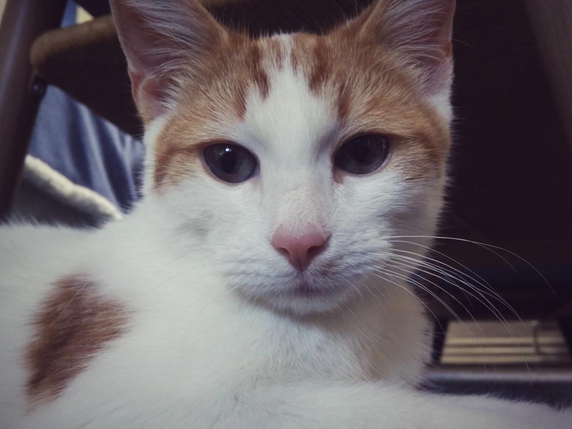 Blanding af racer Garfield billede 14