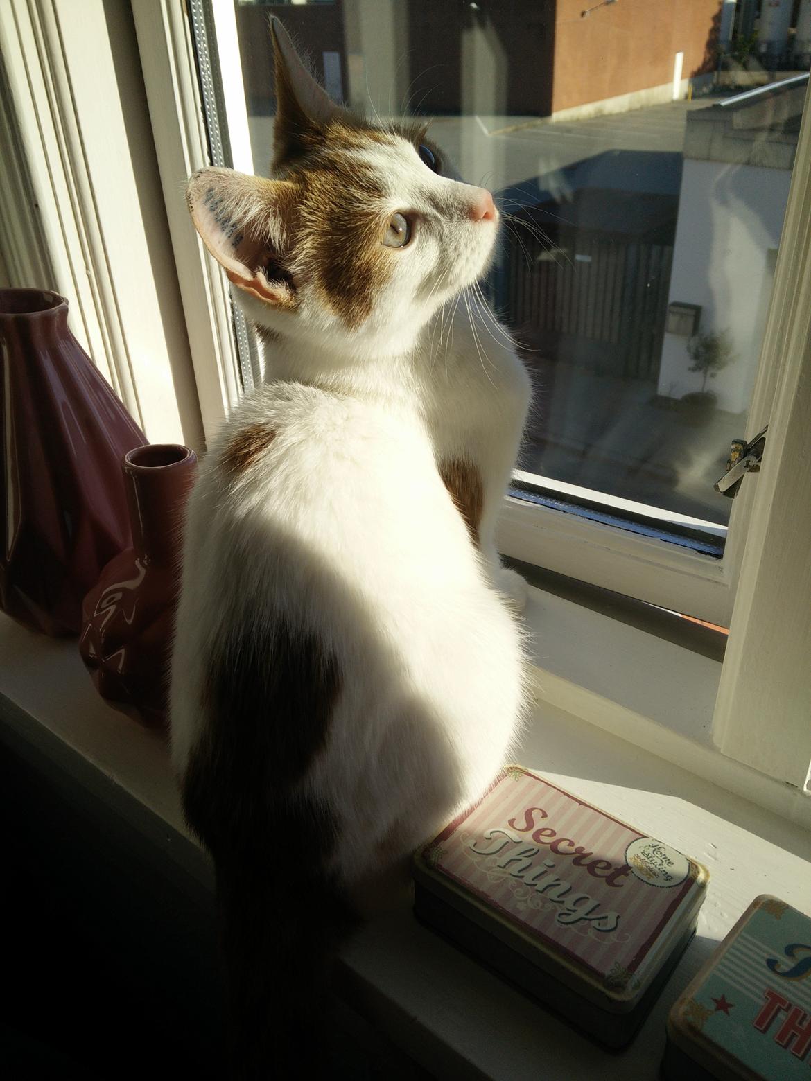 Blanding af racer Garfield billede 15