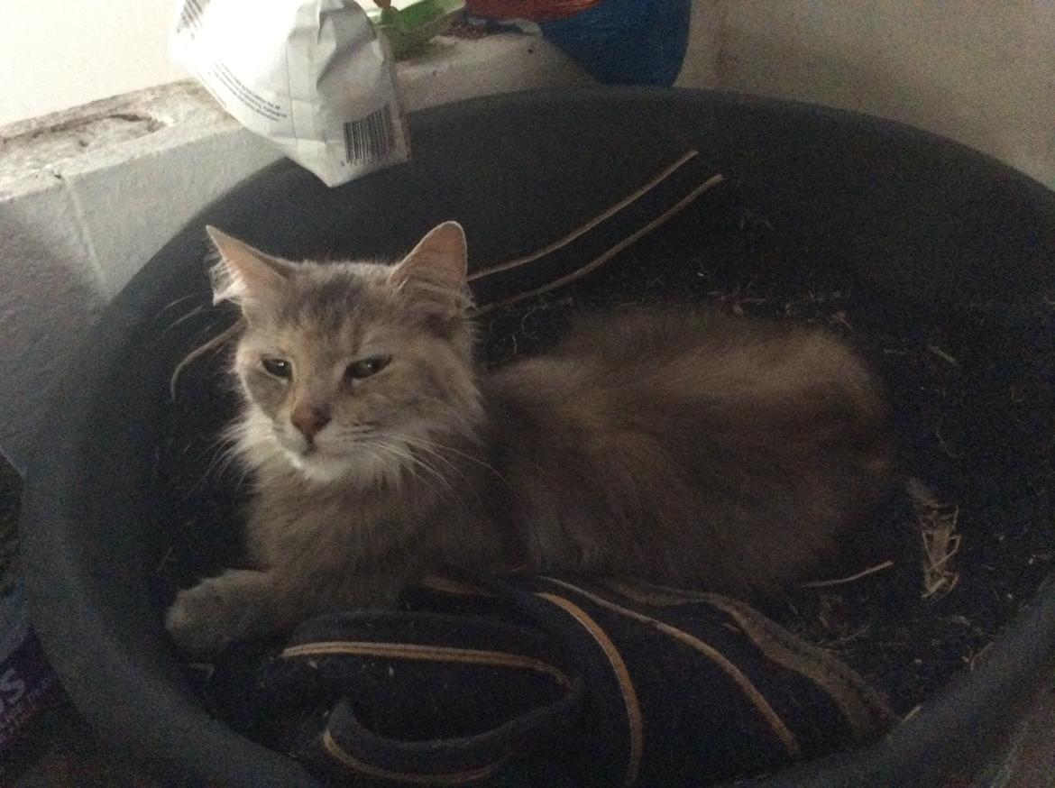 Norsk Skovkat  gråmissen søstermissen billede 7