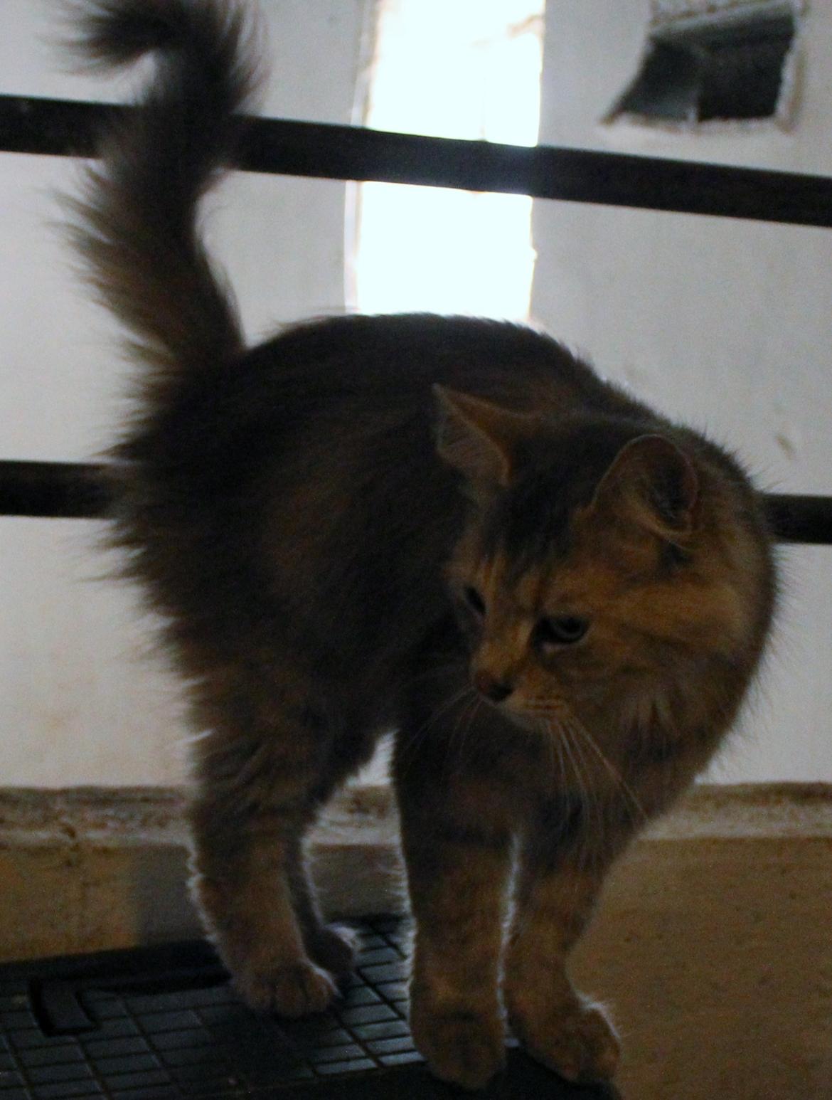 Norsk Skovkat  gråmissen søstermissen billede 5