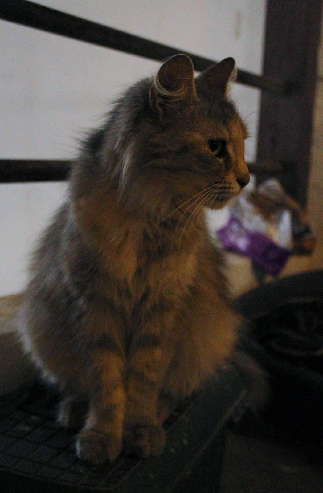 Norsk Skovkat  gråmissen søstermissen billede 1