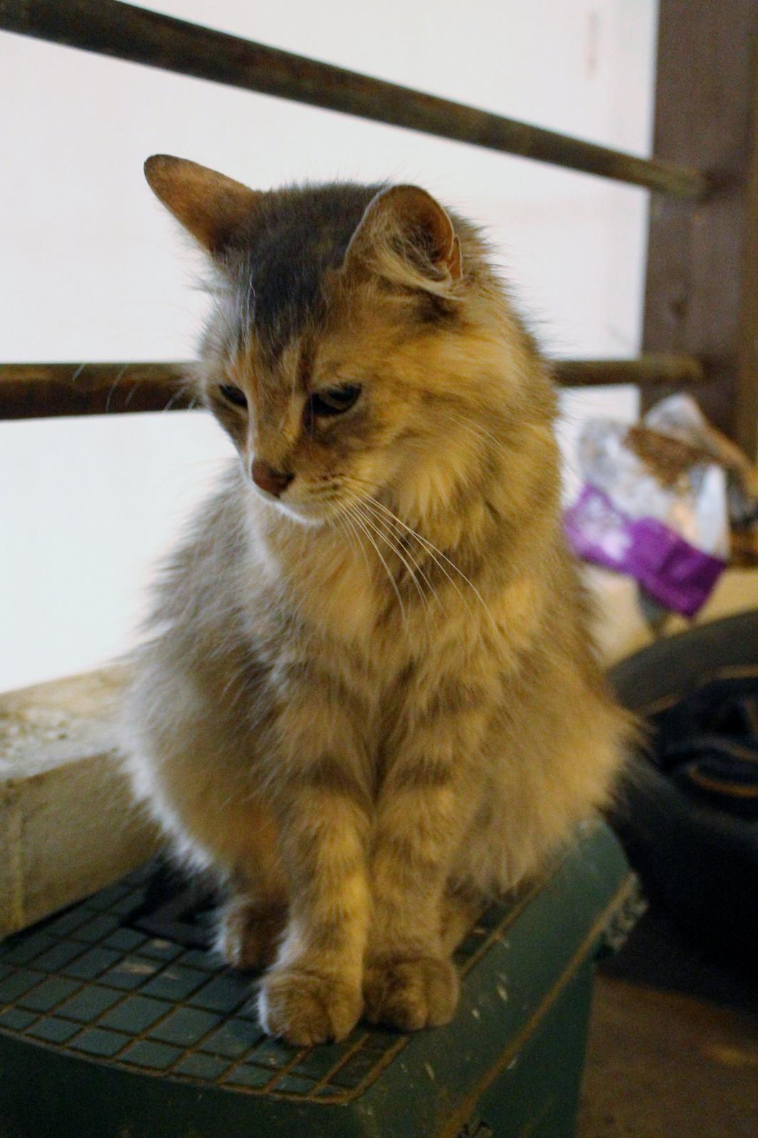 Norsk Skovkat  gråmissen søstermissen billede 2