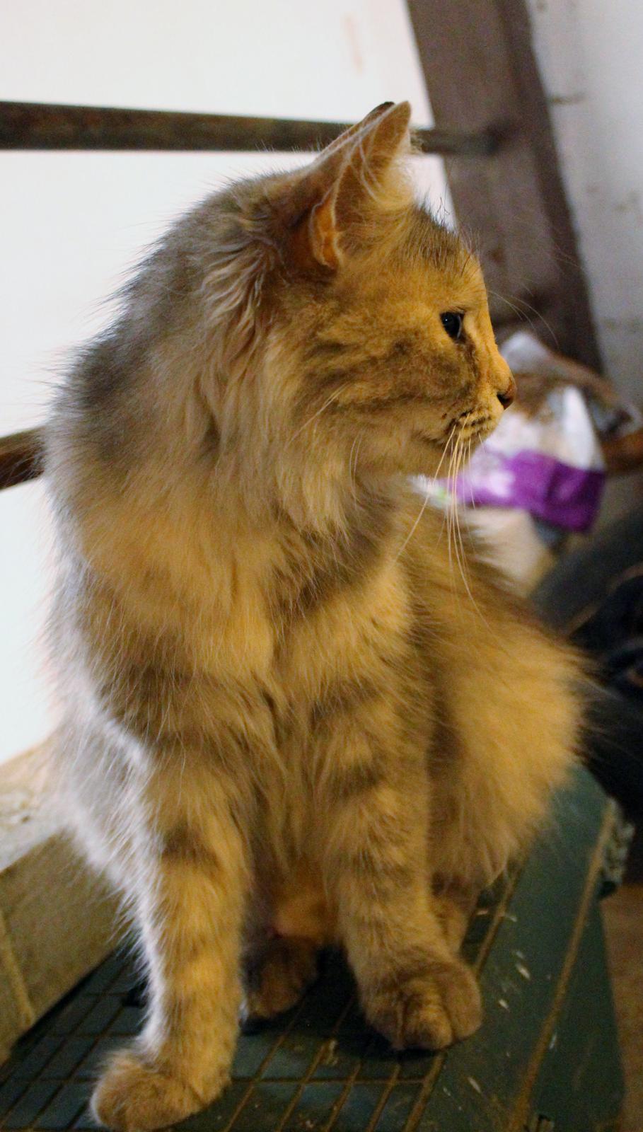 Norsk Skovkat  gråmissen søstermissen billede 9