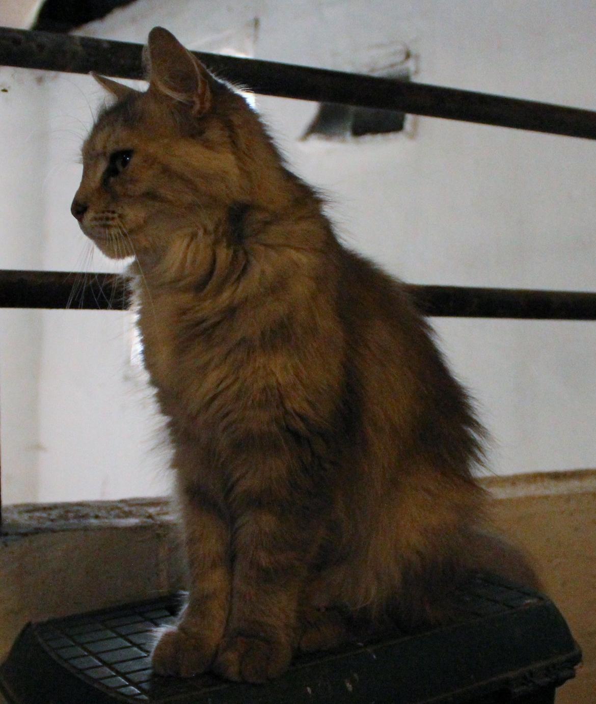 Norsk Skovkat  gråmissen søstermissen billede 8