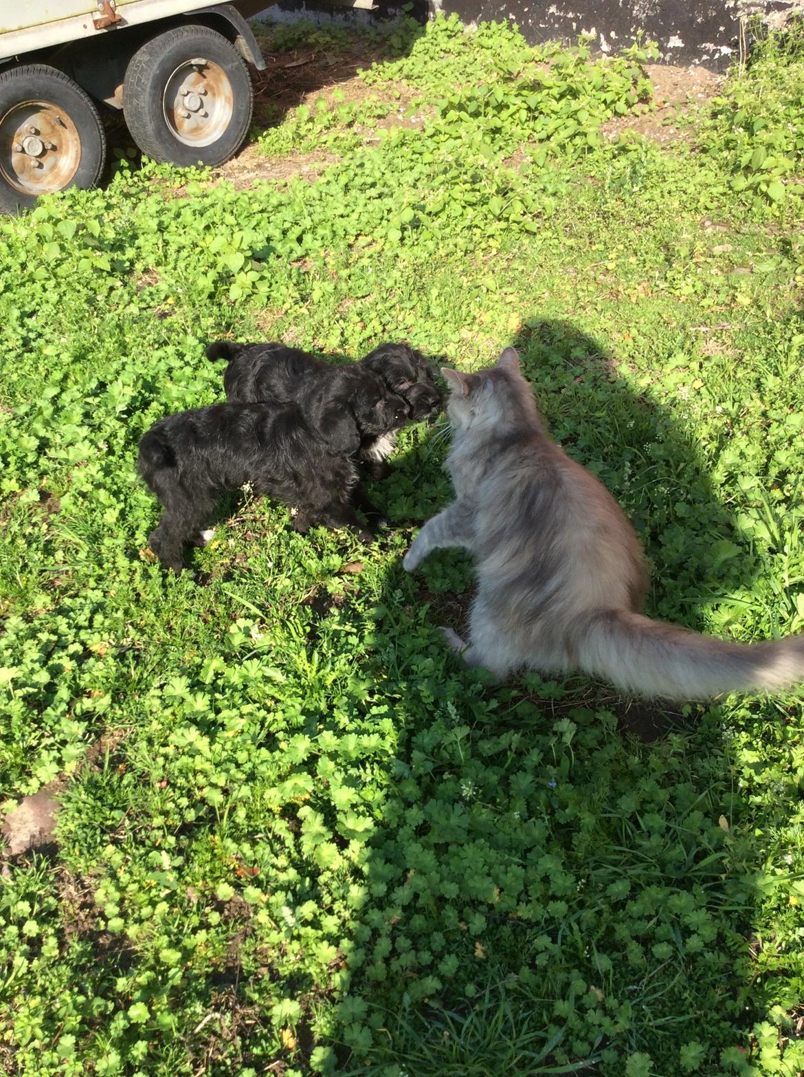 Norsk Skovkat  gråmissen søstermissen billede 3