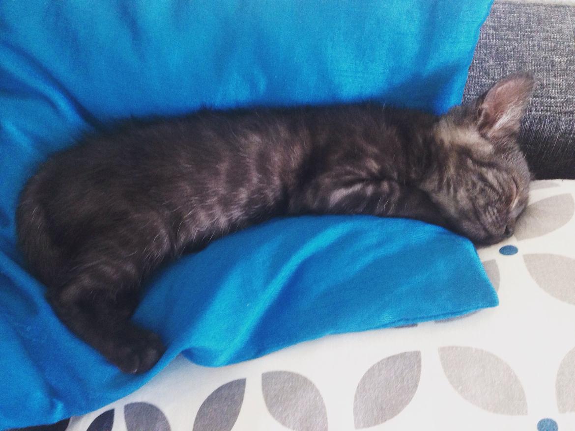 Huskat Luna <3 - Der sker så mange ting, så det er meget ret at sove lidt :-) billede 4