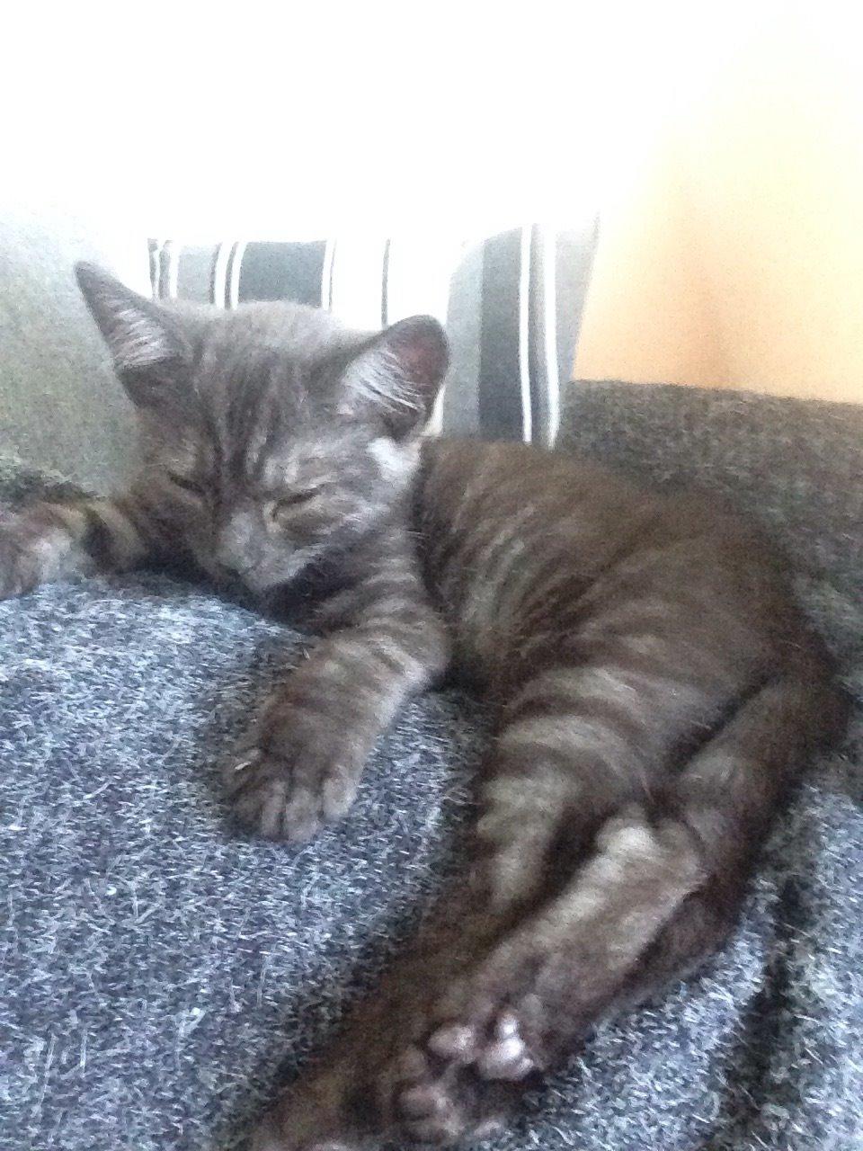 Huskat Luna <3 - Slappe af tid :) billede 7