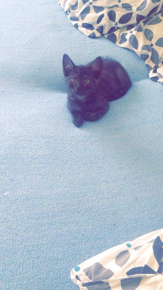 Huskat Luna <3 - jeg har overblikket billede 9