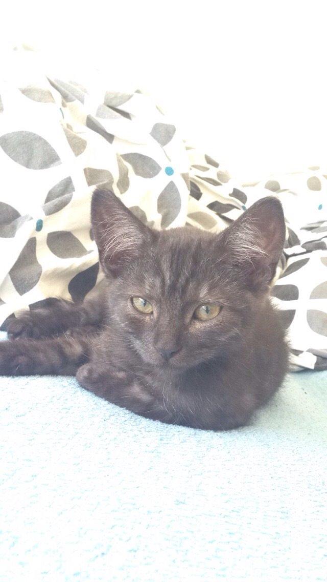 Huskat Luna <3 - Heeeej med dig ;) billede 10