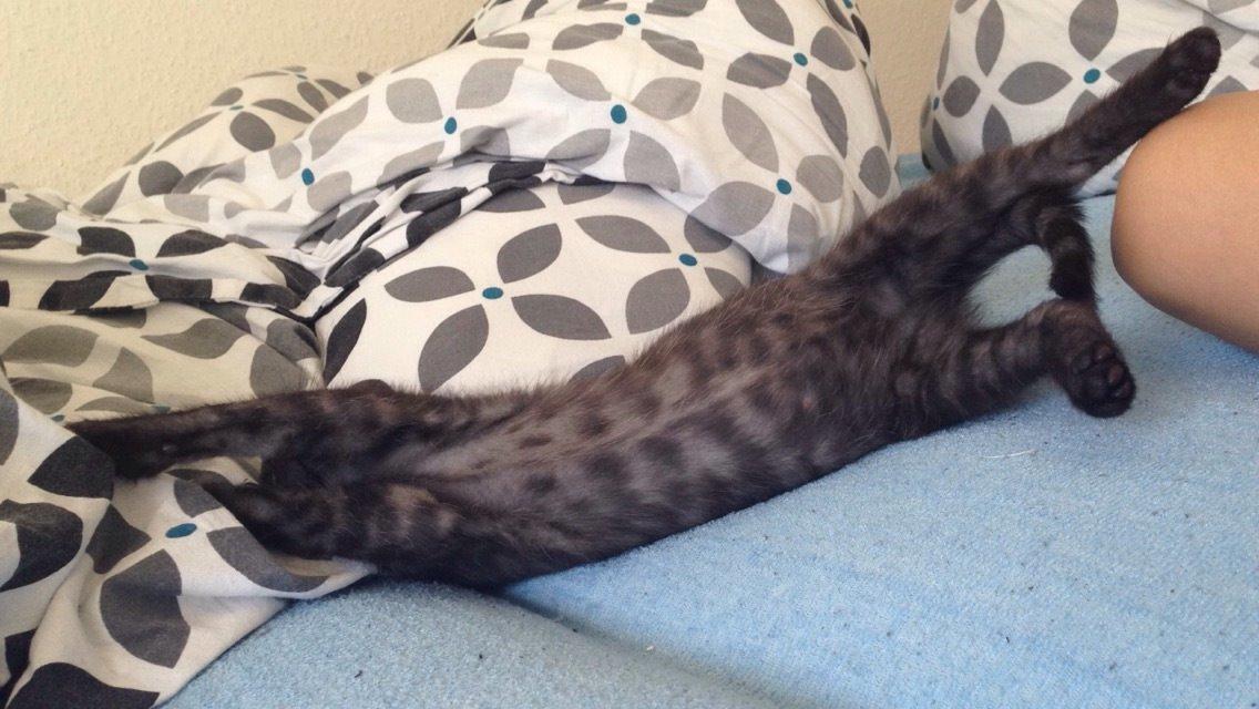 Huskat Luna <3 - strække ud tid (se hendes specielle farver) :-) billede 13