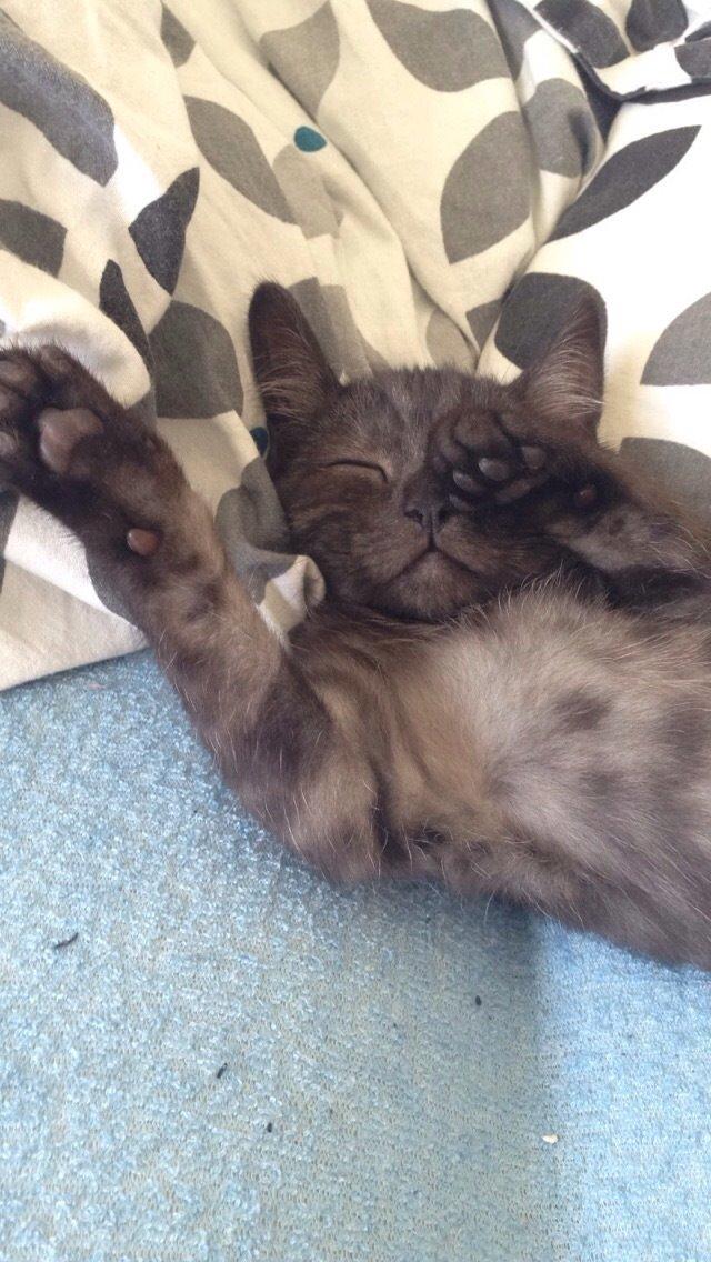 Huskat Luna <3 - En lille sød pige, der sover rigtig sødt :) <3 billede 14