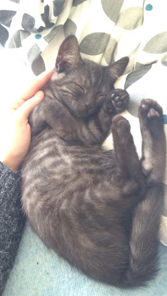 Huskat Luna <3 - jeg er glad for at blive nusset inden jeg falder i søvn <3 billede 15