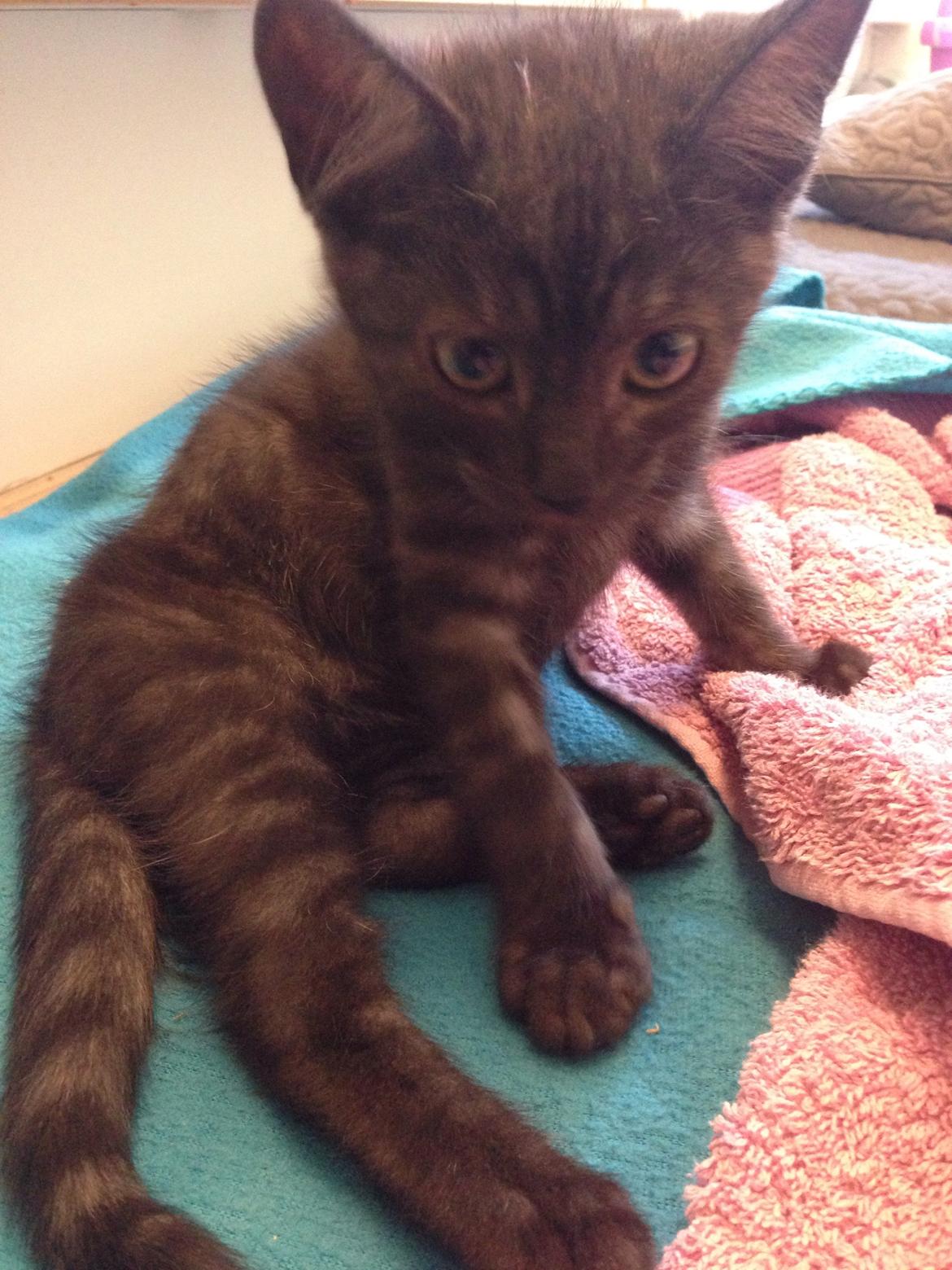 Huskat Luna <3 - kamera tid igen, men dine fingre lidt sjovere at kigge på :) billede 16