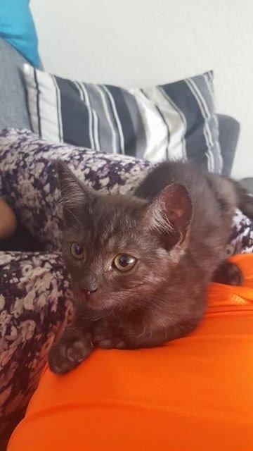 Huskat Luna <3 - miiig??? ude på ballede??? neeeej hvorfor tror du det?! :-D billede 18