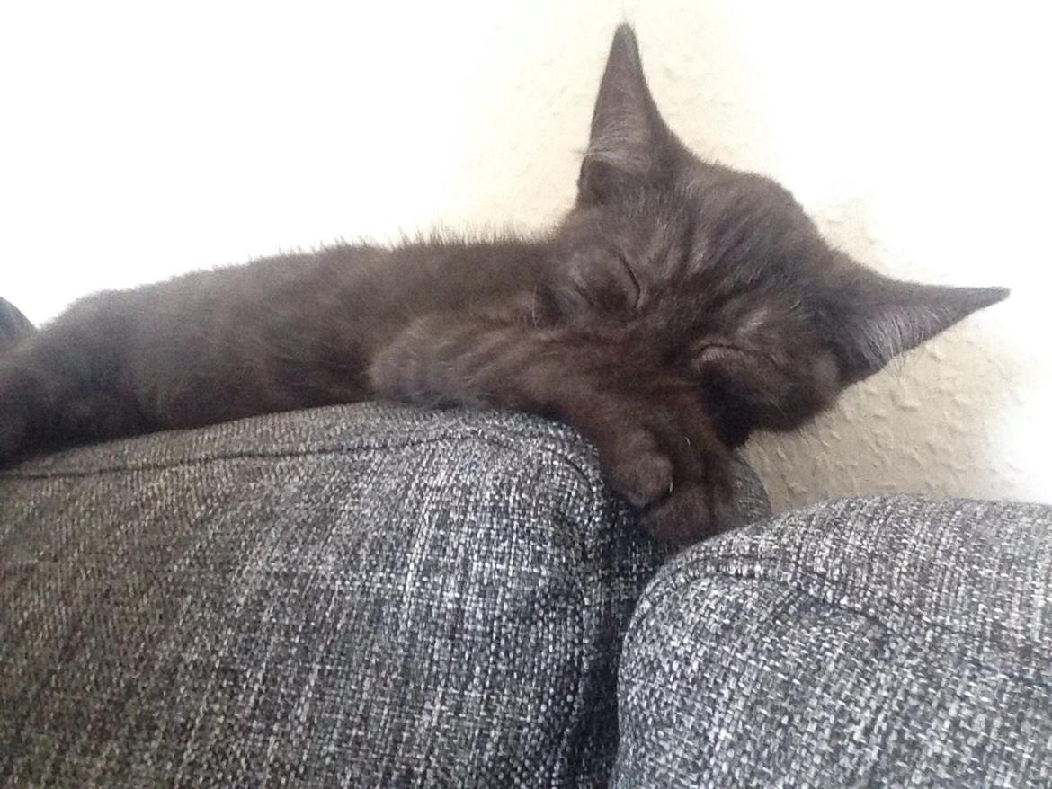 Huskat Luna <3 - her ligger jeg nu også godt :) billede 19