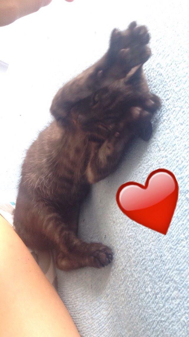 Huskat Luna <3 - åååhh hvor jeg hygger mig :-) <3 billede 20