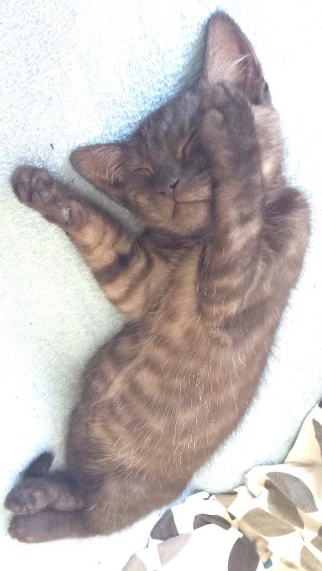 Huskat Luna <3 - men når jeg hygger mig, kan jeg pludselig blive meget træt og så ser jeg så sød ud her :-) billede 21