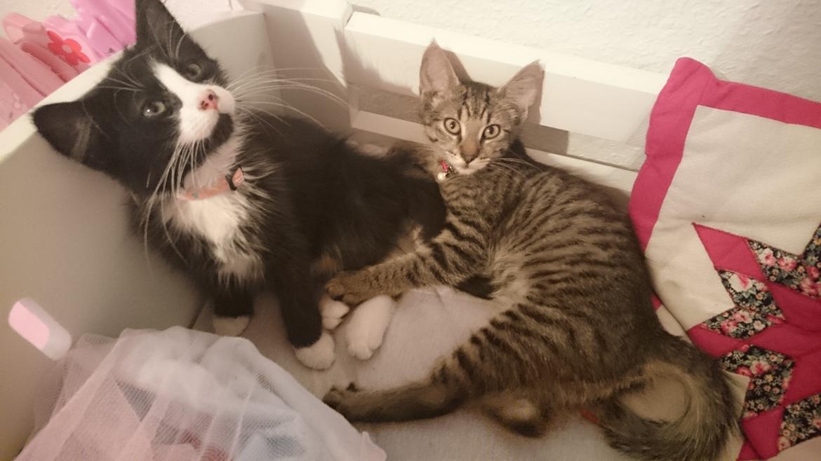 Huskat Mia EFTERLYSNING  billede 11