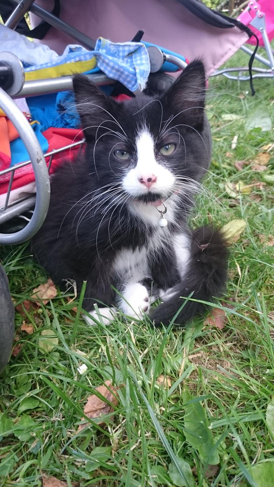 Huskat Mia EFTERLYSNING  billede 12