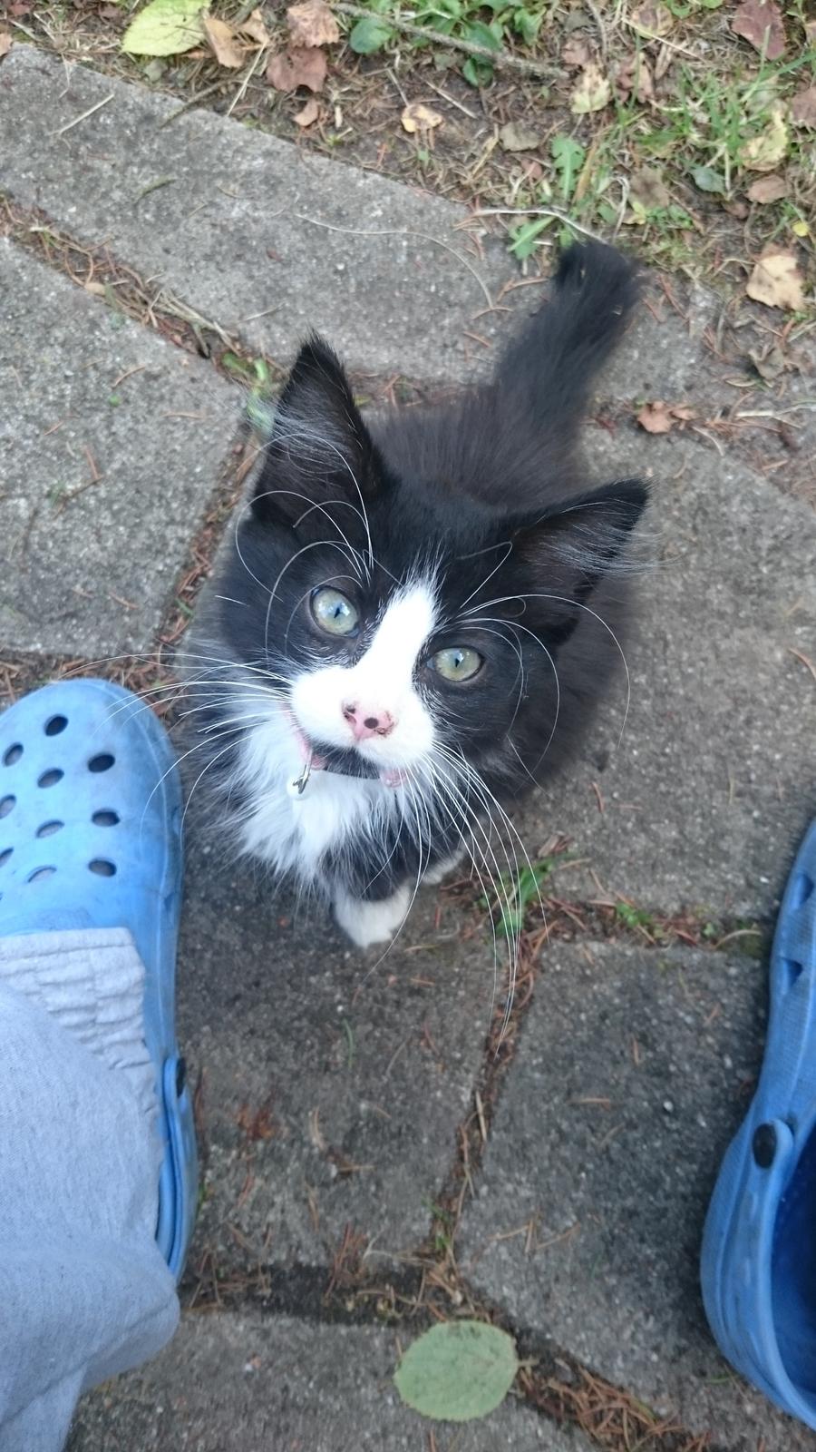 Huskat Mia EFTERLYSNING  billede 13